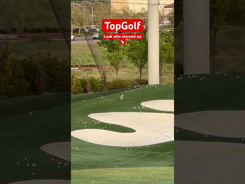 TopGolf! Player on the field 🐇 😅  #topgolf #sacramento #california #rabbit