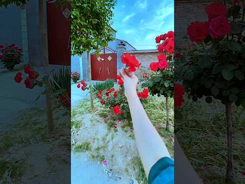 The technical flow is so impressive when shot like this.#shortsfeed #Viral#popular