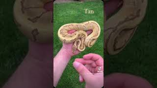 🐍🎨🐍🎨 #ballpython #royalpython #reptiles #reptile #snake #snakes  #python  #animals #animal