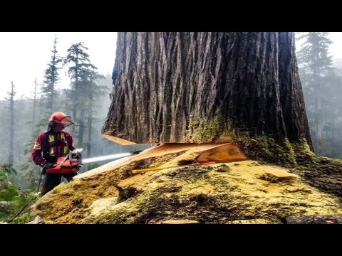 Extreme Dangerous Huge Trees Felling Skill, Climbing Cutting Down Tree With Chainsaw Machines