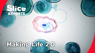 The Scientists Rewriting the Code of Life | PART 1 | SLICE EXPERTS