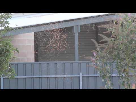 Flying insects