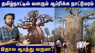 ஒரு மரமே 1.2 இலட்சம் லிட்டர் தண்ணீரை உறிஞ்சி வச்சுக்குமாம்! | Baobab tree - interesting facts