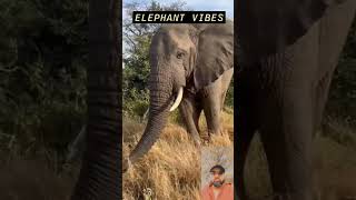 Elephant vibes 😜#animals #naturelovers #elephant #discovery