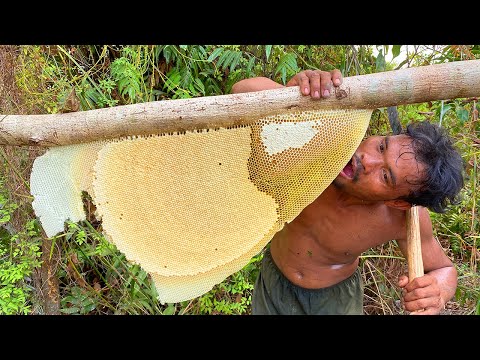 Five Stars Bushman Harvesting Honey Beehive in Jungle