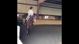 Speak Your Truth first horse show & hacking out 2021