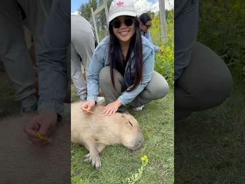 Capybaras are sooo cute!😍 #capybara #capybarasong #animalshorts