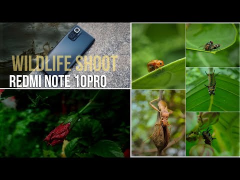 Redmi Note 10pro ka Macro shoot review || Best quality shoot || Best Mobile For macro shoot 👍