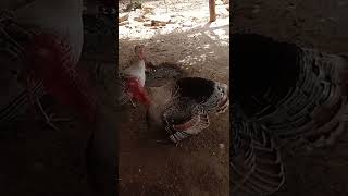 turkeybirds#shorts #turkeybirds #then #birds Turkey Bird #shorts #tytshorts #turkeybirdsbirds #then