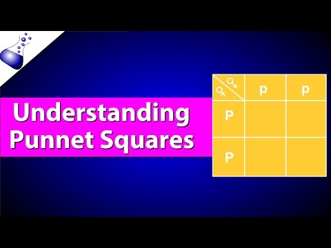 How Punnett Squares Work