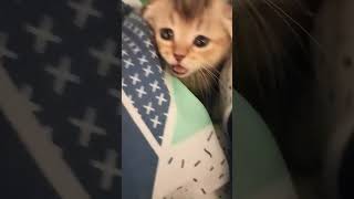 || Neenu's Cozy Hideout: Kitten vs. Comforter 🐱🛏️ ||#shorts #cat