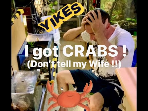 I Got Crabs ! (Don't Tell My Wife)