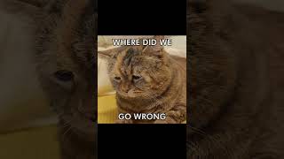 MR BLUE SKY #cat #cutememes #funny #catcore #memes #cute #catsofyoutube #catlover #mrbluesky
