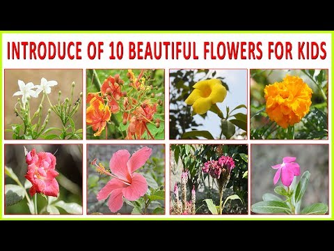 INTRODUCE OF 10 BEATUTIFUL FLOWERS FOR KIDS. #Kids toy School
