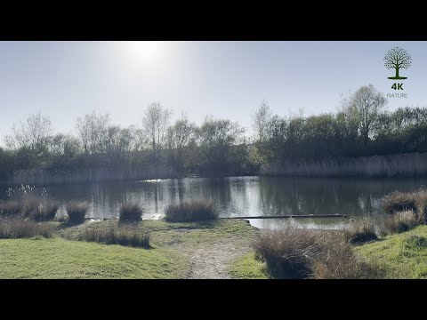 Ducks drifting across a quiet pond