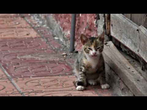 Amici Cannis Home Header Video