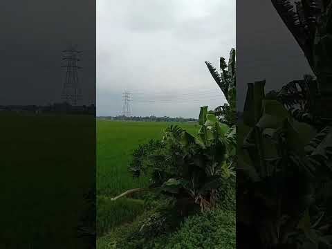 Sawah yang indah