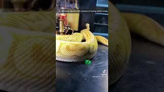 🐍 Breeding Banana Ball Pythons 🧪 #ballpython #shorts #bananaballpython #ballpythonbreeding