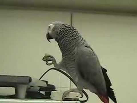 Rocky Eating a grape!