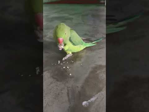 mithu kaju kayega♥️ #parrotlover #fypシ #parrotvideo #talkingparrot #greenparrot #parrot #indian