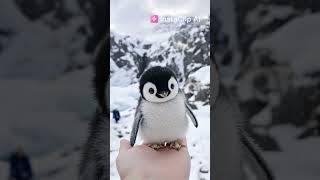 Cute penguin 🥹🥹 #aiimagegeneration #itools #aidesign #stablediffusion #imageAI #InstaClipAI