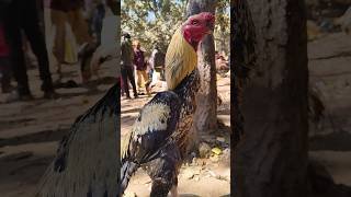Big Aseel King Rooster 👑#shortsfeed #youtubeshorts #rooster #roosterfarm #birds