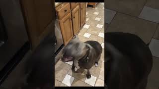 Cat blunders are the best funny pet content 🤭 #cat #kitten #viral #fyp #funnyvideos