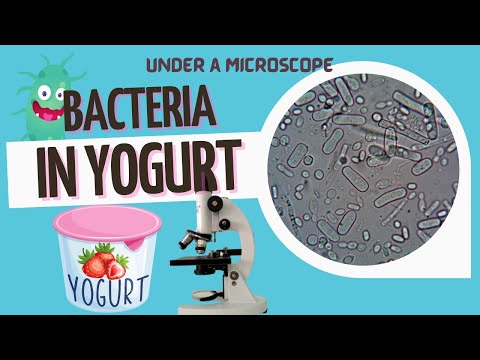Bacteria in Homemade and Store bought Yogurt comparison - Part 1