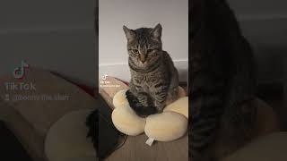 #catgram #cat #kittensofinstagram #catsofyoutube #catshorts