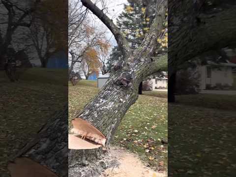 Suburban Logging #husqvarna #tree #chainsaw #wood #arborist