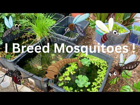 I deliberately Breed MOSQUITOES !