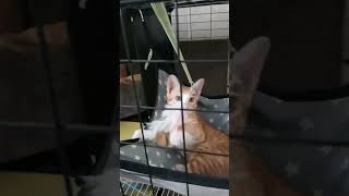 Play time 🐈 #cat #catcontent #cutecat #catlife #funnycats #cute #catlovers #catsofyoutube