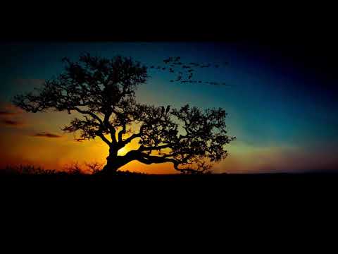 Savannah Dance - Immersive ambience sample