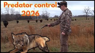 Coyote, Bobcat, Raccoon and Beaver Trapping 2026!! #trapper