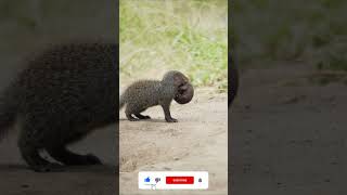 MOMMY MONGOOSE SAVES CRYING BABY! #wildlife #nature #animals #cute #mongoose