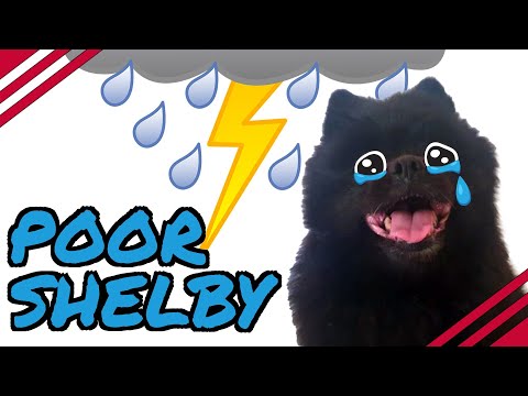 What Happens When a Dog Has OMBROPHOBIA?