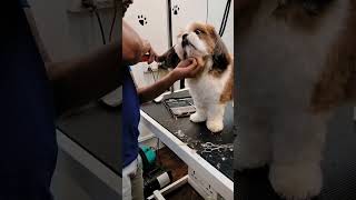 #dog_features