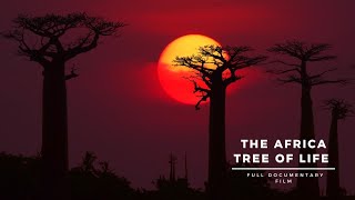 Baobab Tree: Africa’s Tree of Life.
