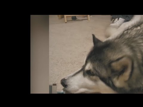 Dogs Accordion Mix 1