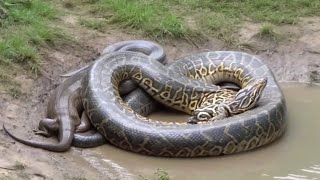 Giant Python in Action | Wild Wetlands Encounter