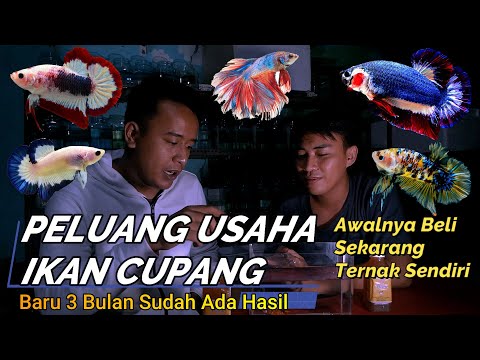 CUPANG GIANT | PELUANG USAHA IKAN CUPANG YANG MENJANJIKAN !!!!