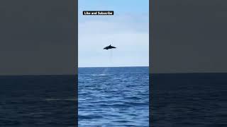 Dolphins #wildlife #nature #dolphinswim #dolphins4k  #seacreature #sea #fish