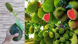 OMG :Jackfruit turns into a watermelon, The most lethal technique for grafting trees//
