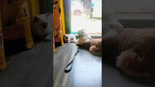 play time full masti ☺️😊💕 #artist #dog_features #doglover #dogsofficialdog #trending
