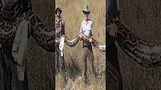 😲 Amethyst Python: Secrets of a Fascinating Snake #PythonInAction #JungleAdventure #Nature