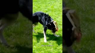 #shorts #FunnyStory #OfficeHumor #SandwichMystery #OfficeDog #DogAteMyLunch #WorkplaceComedy