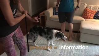 Teaching the Language of the Leash