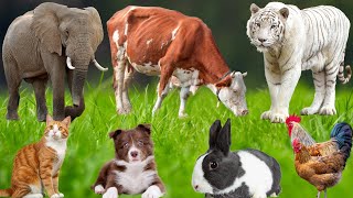 Cute Farm Animals: Dog, Piglet, Cow, Rabbit, Cat, Horse, Chicken, Duck, Peacock – Farm Animal Sounds