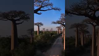 3 Baobab Tree Facts That Will SHOCK You! 🌳😲 #madagascar #ancienthistory #romanempire #shorts