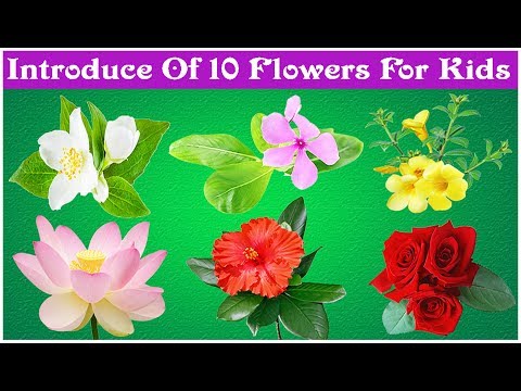 INTRODUCE OF 10 FLOWERS FOR KIDS. #Kids Toy School